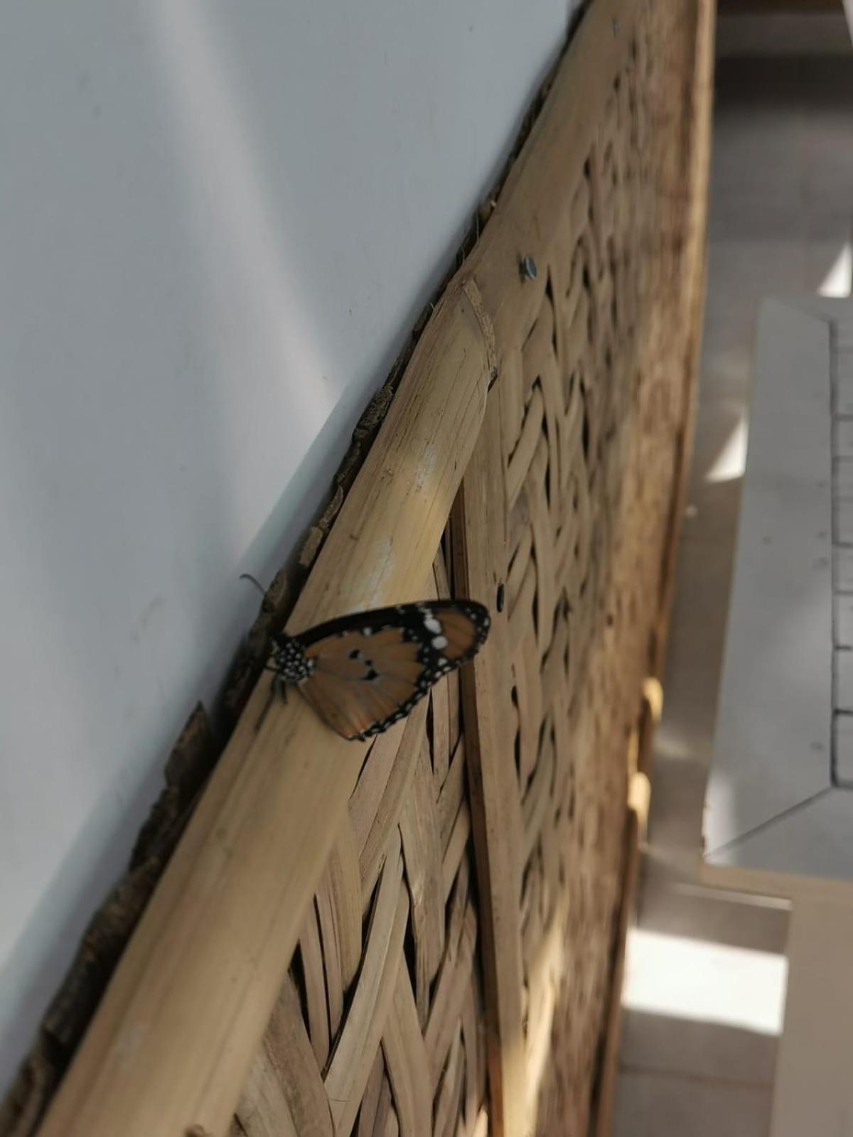 הוילה גילי מנו Exotic House מראה חיצוני תמונה